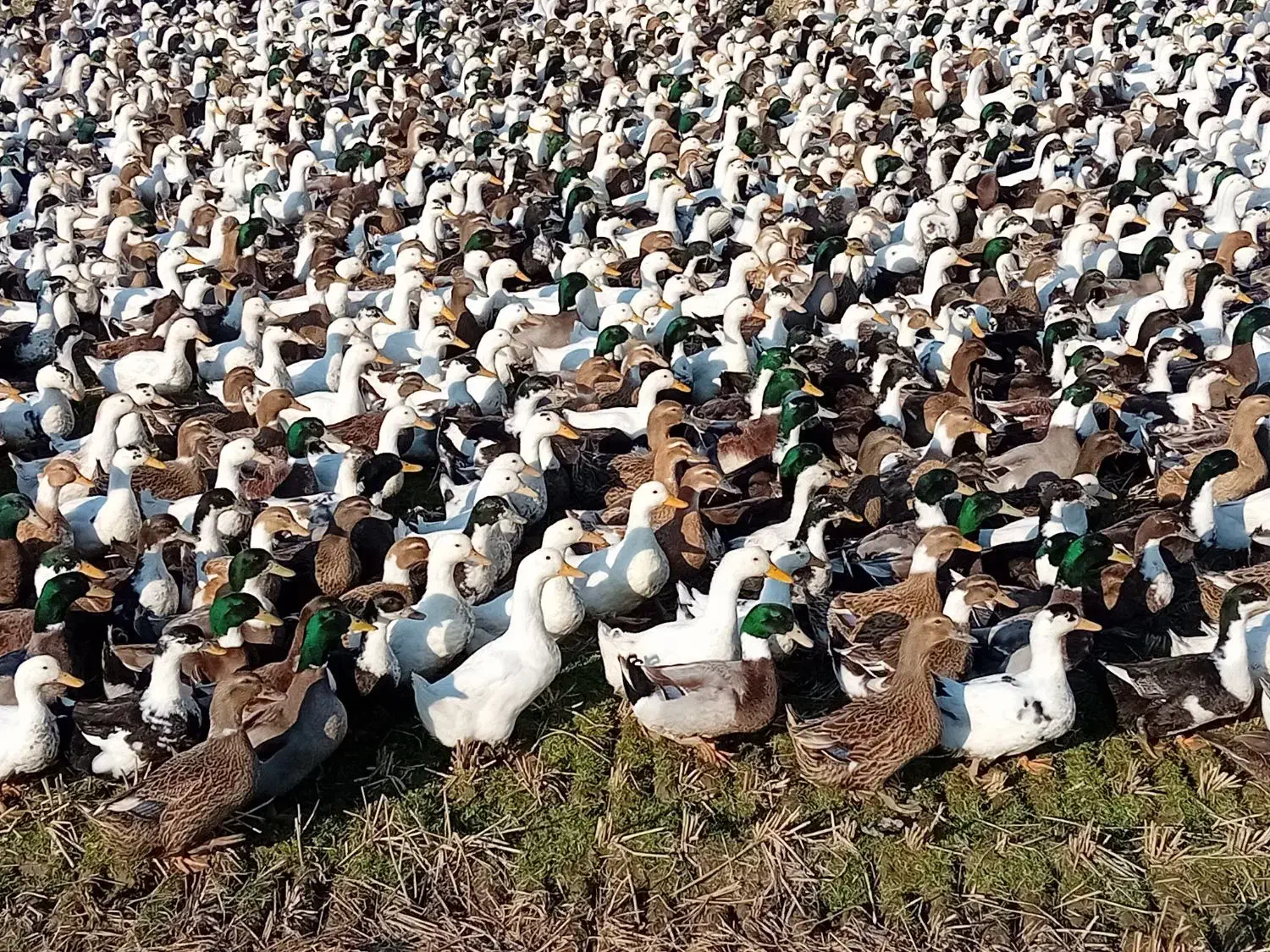 اردک آیشی محلی بالا ۶ماهه|حیوانات مزرعه|سرخرود, |دیوار