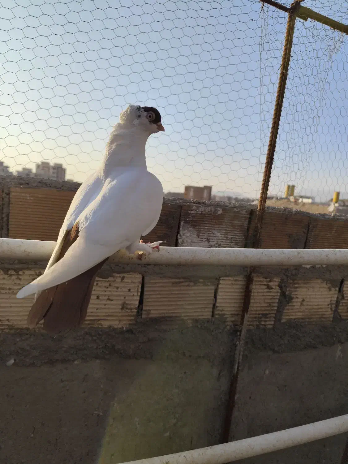 کبوتر هلمت امریکایی طوقی مسافتی|پرنده|هشتگرد, فاز ۳ مهستان|دیوار