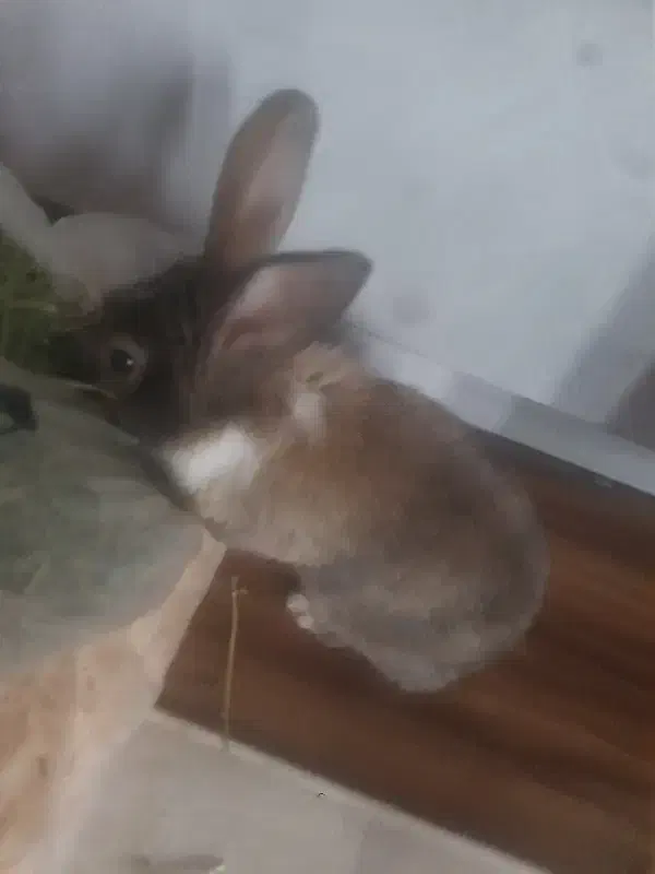 خرگوش|موش و خرگوش|هشتگرد, هیو|دیوار