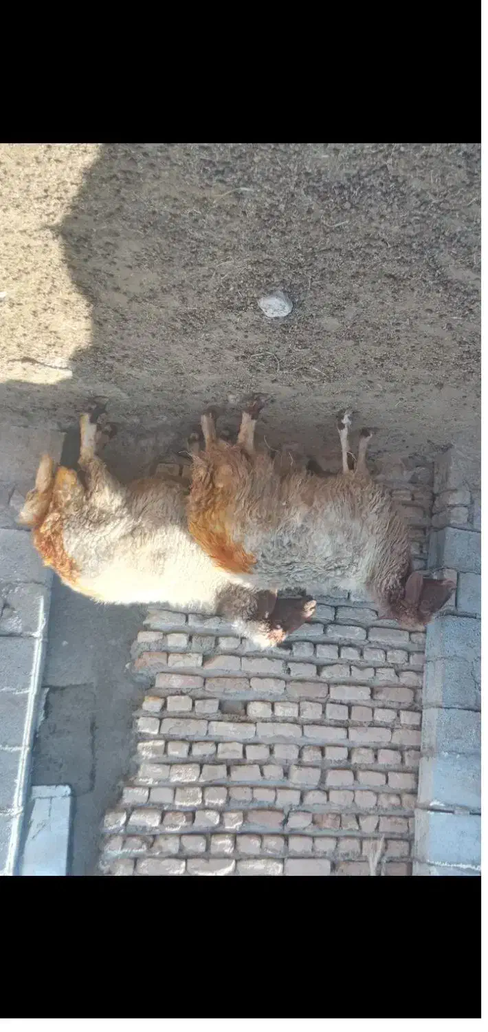 فروش چهار راس گوسفند ابستن|حیوانات مزرعه|کوهنانی, |دیوار