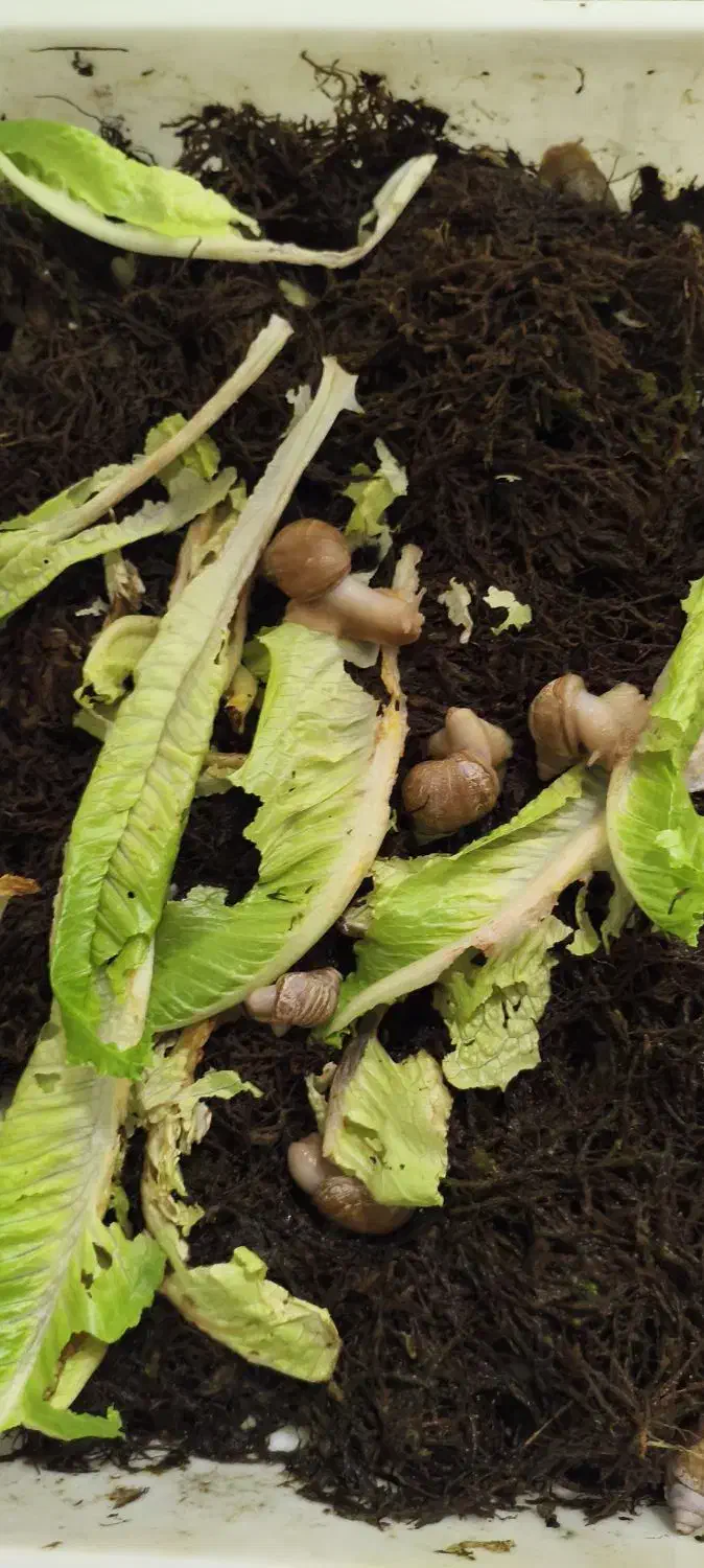 حلزون با باکس مخصوص|خزنده|مشهد, امیریه|دیوار