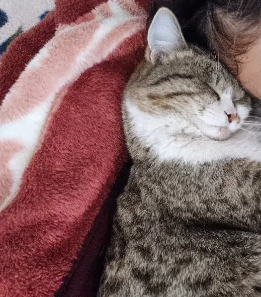 گربه گمشده|حیوانات|اردکان, |دیوار