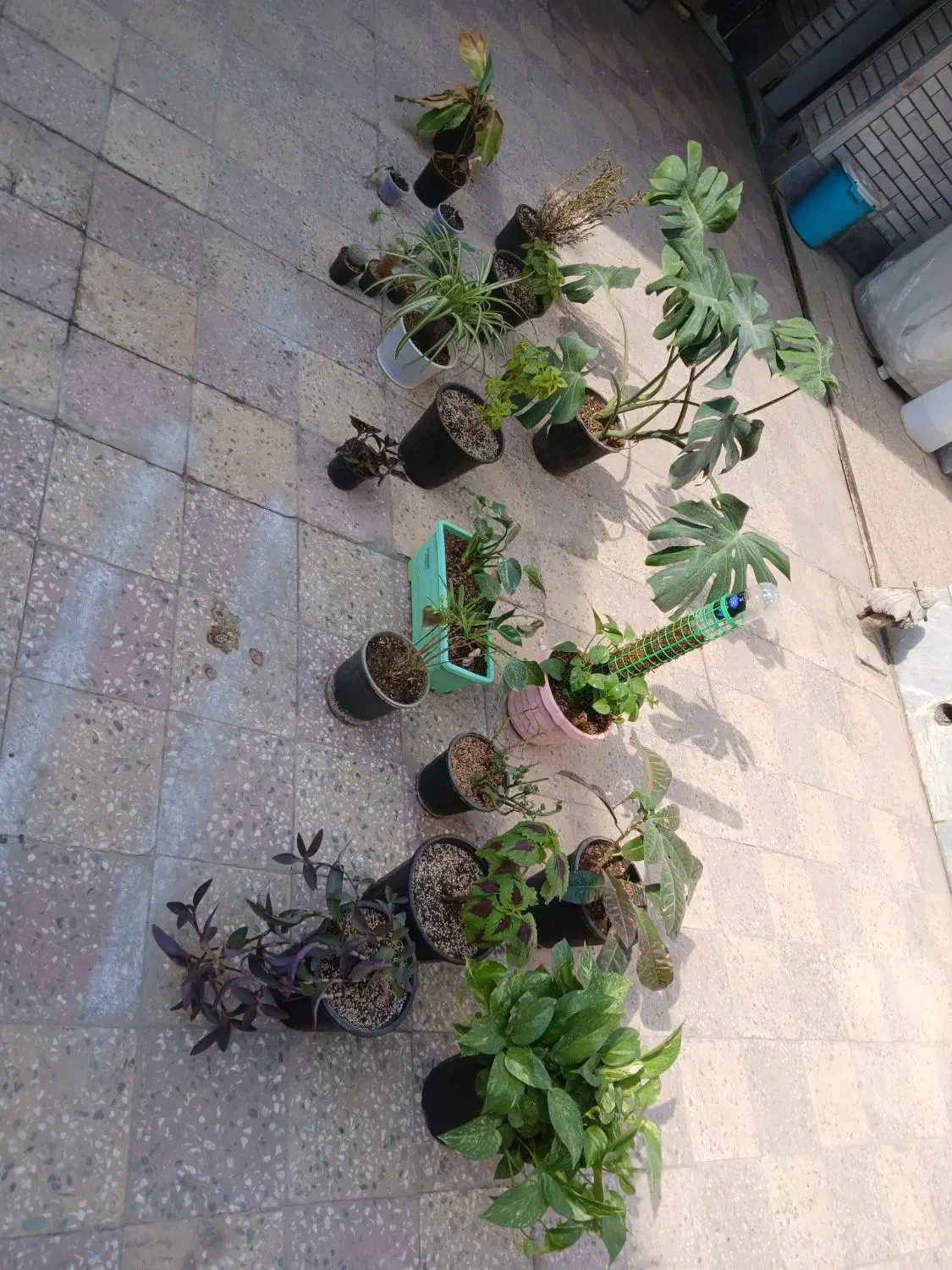 گلدون اپارتمانی|گل و گیاه طبیعی|شوش, |دیوار