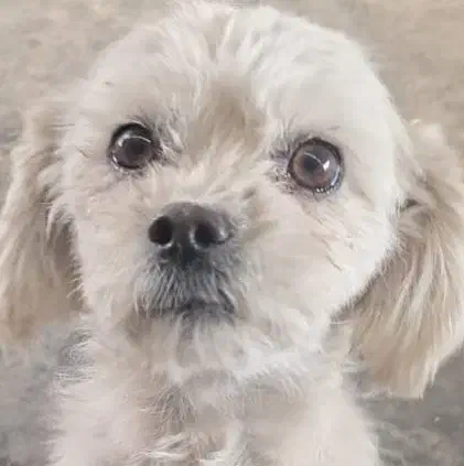 واگذاری سگ (پرورشگاه و سرپناه سگ های خانگی )|سگ|پرند, فاز ۱|دیوار