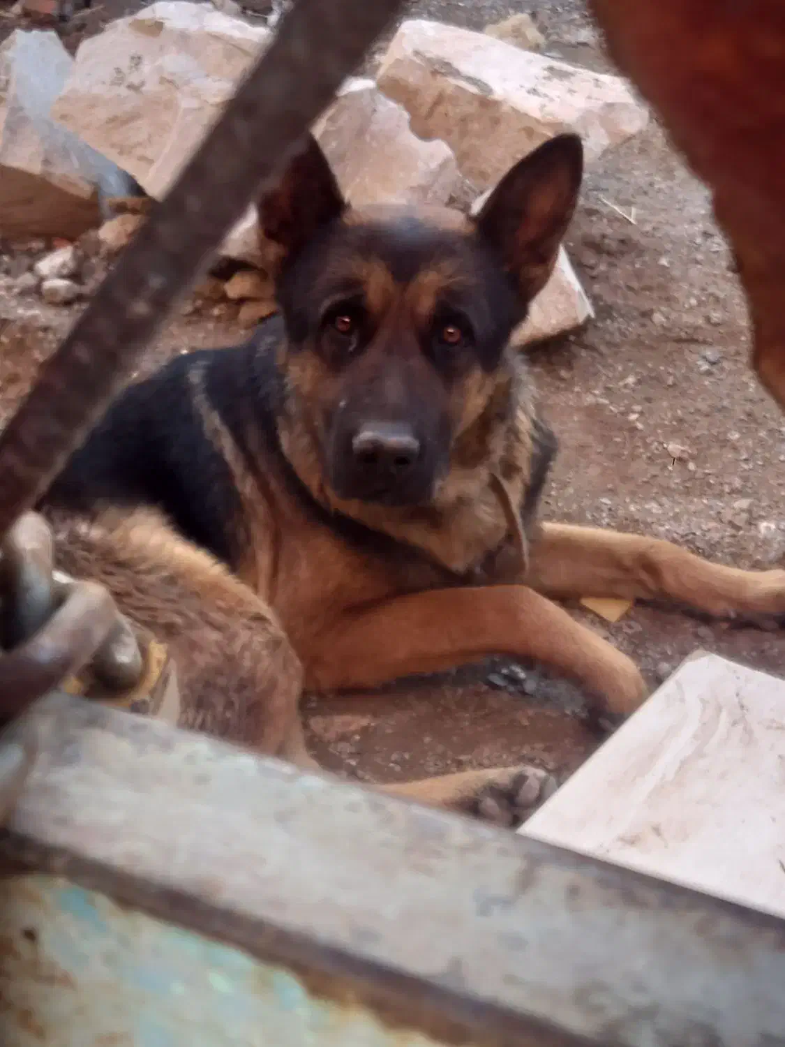 سگ ژرمن|سگ|بیرجند, |دیوار