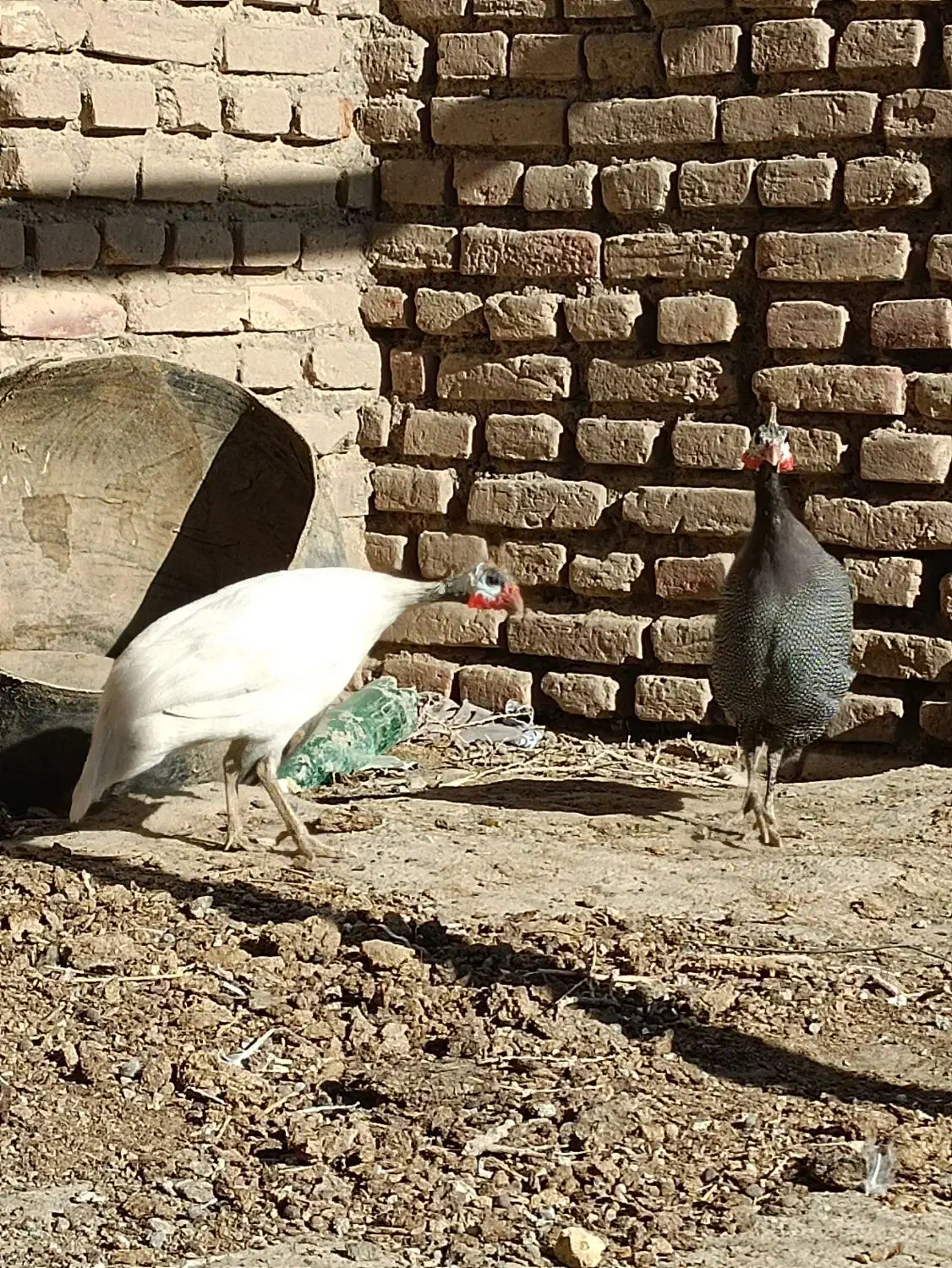 مرغ شاخدار|حیوانات مزرعه|سبزوار, رباط|دیوار