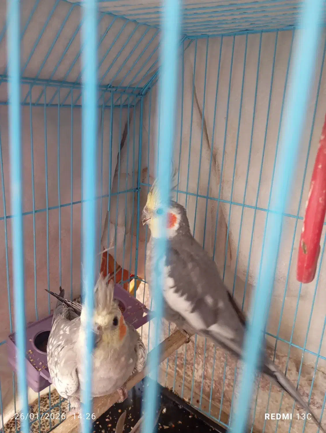 عروس هلندی|پرنده|سراوان, |دیوار