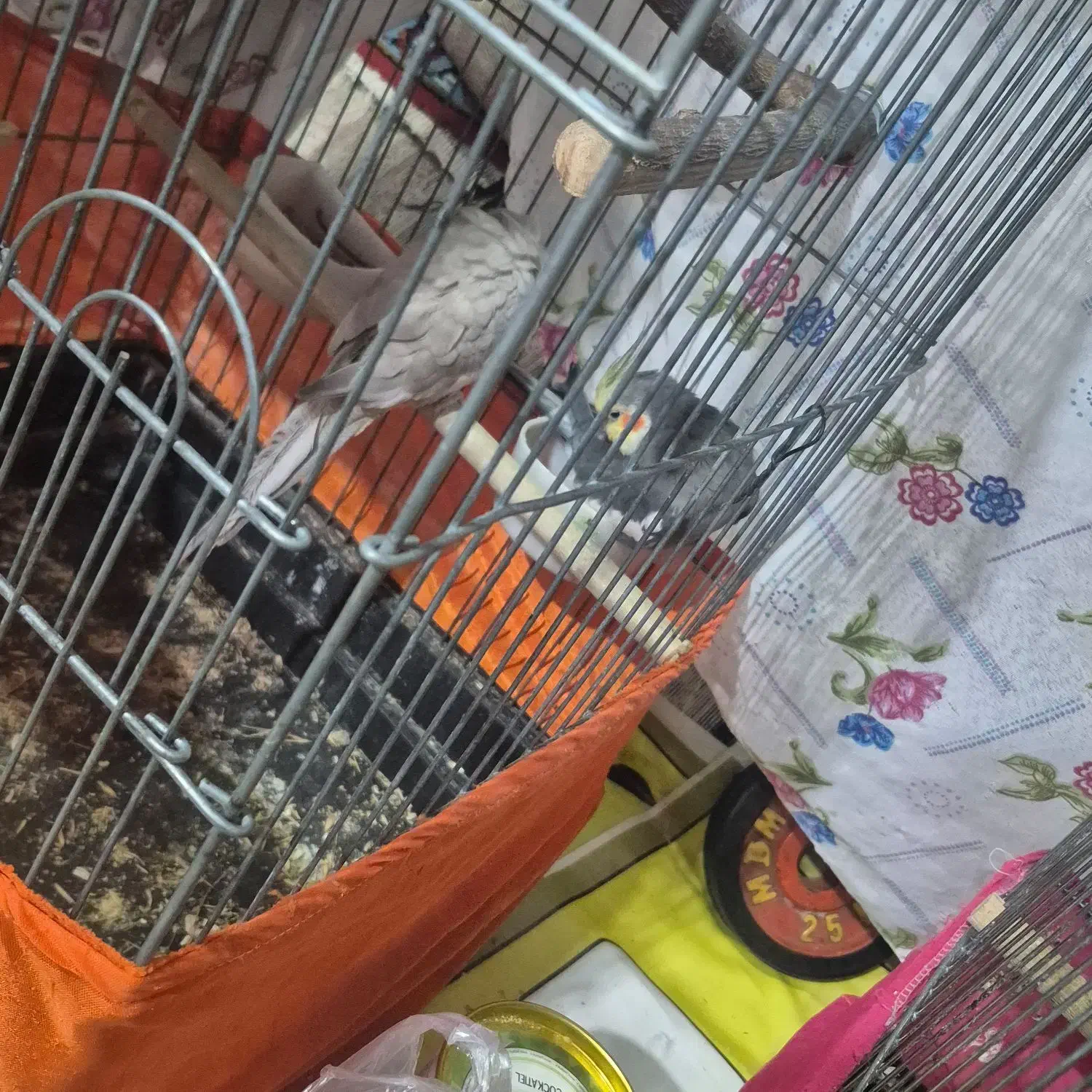 فروشی عروس هلندی با قفس|پرنده|اندیمشک, |دیوار