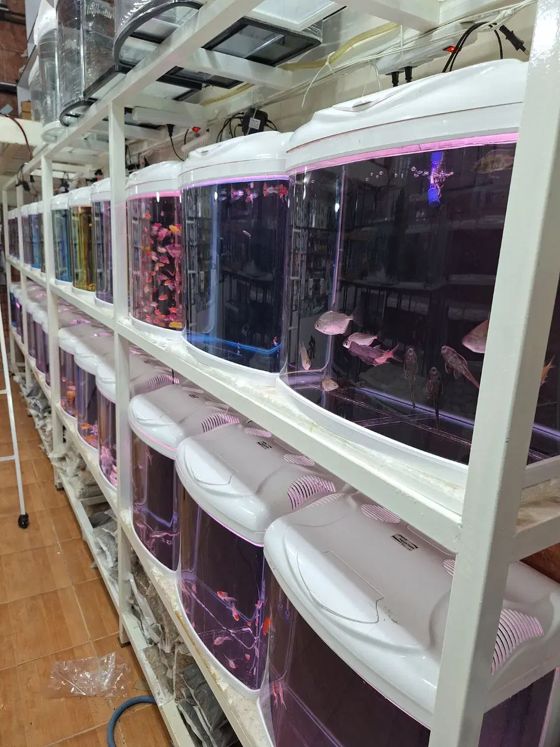 ماهی (آکوریوم Dezfish)|ماهی|دزفول, |دیوار