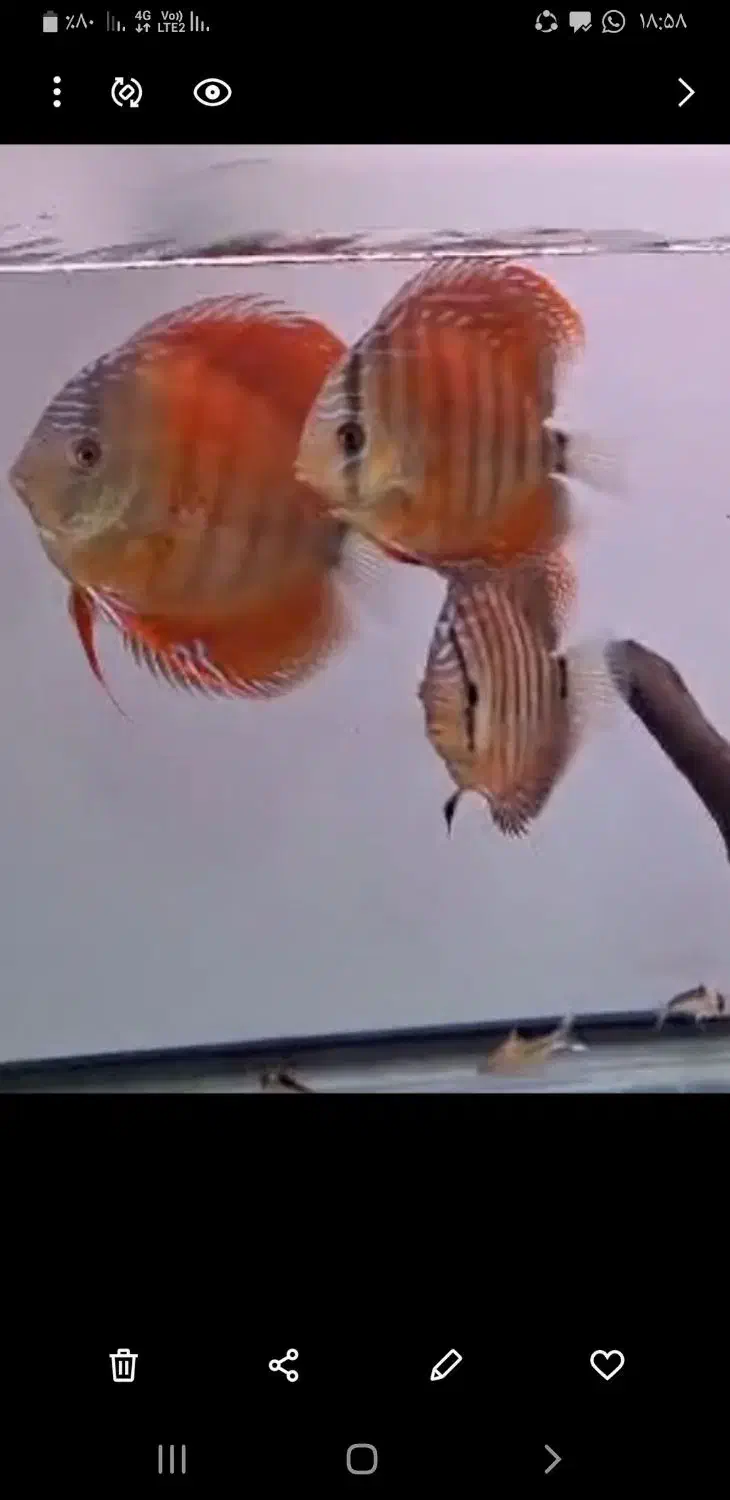 ماهی دیسکس وارداتی|ماهی|کرمان, |دیوار