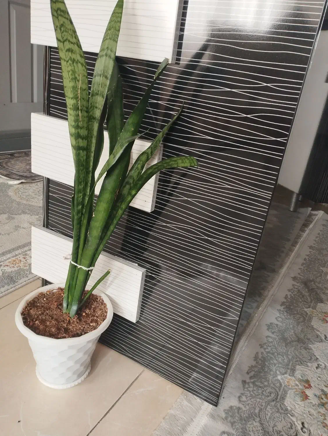 گل سانسوریا|گل و گیاه طبیعی|فولادشهر, مسکن مهر فولادشهر|دیوار