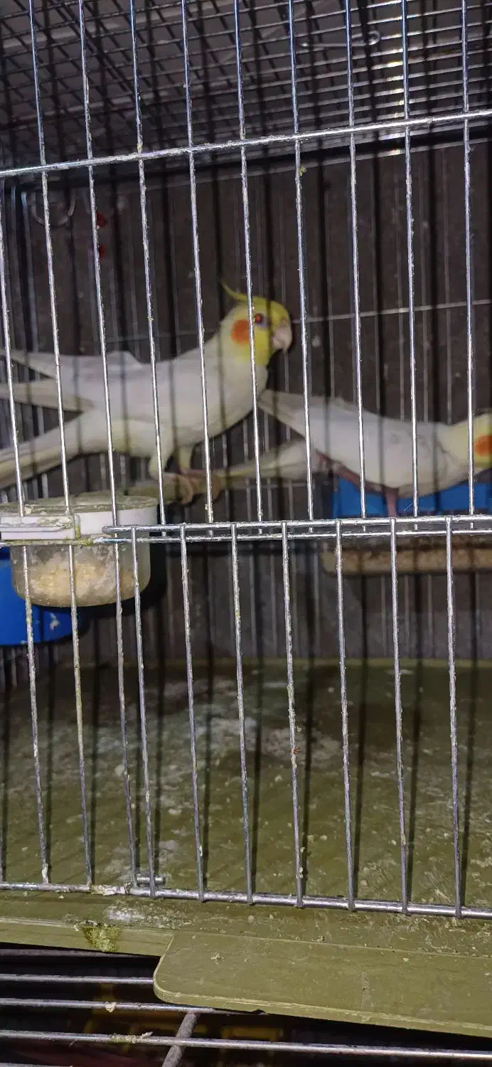 عروس بادو جوجه|پرنده|یامچی, |دیوار