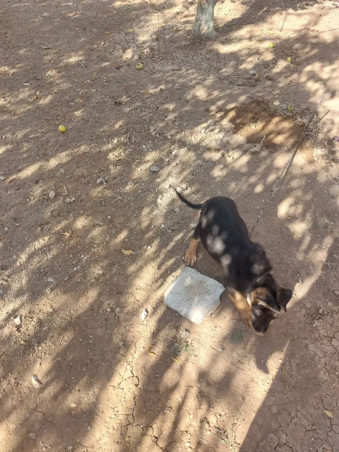 واگذاری توله سگ ژرمن اصل|سگ|کرمانشاه, |دیوار