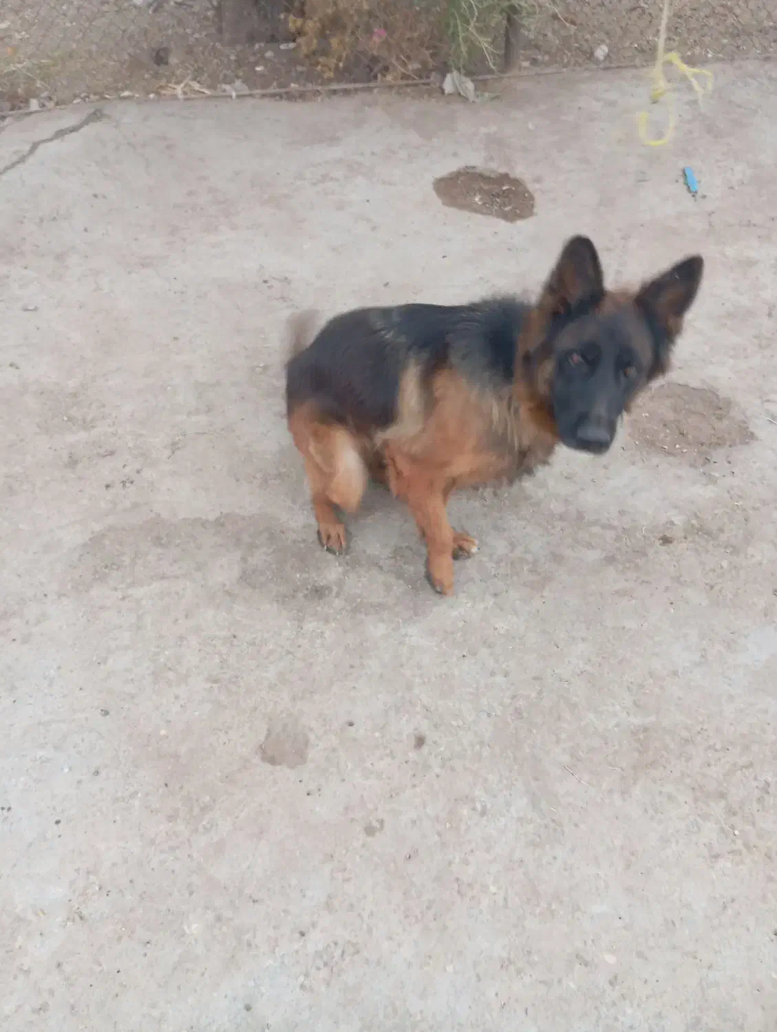 واگذاری سگ|سگ|دزفول, |دیوار