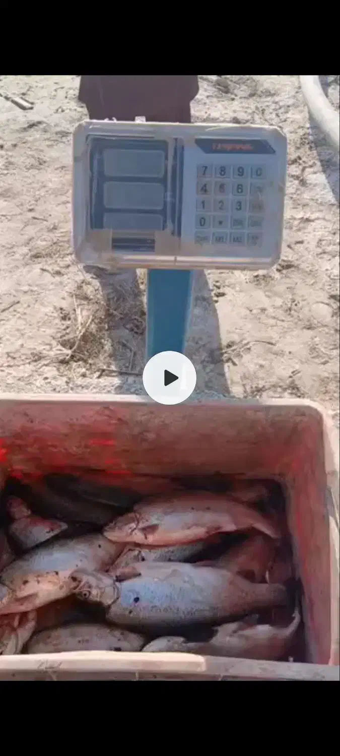 ماهی غزلا|ماهی|زابل, |دیوار