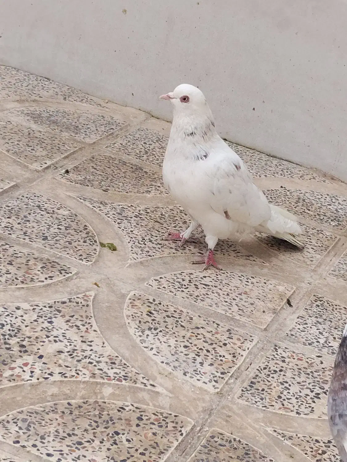 شازده|پرنده|کوهدشت, |دیوار