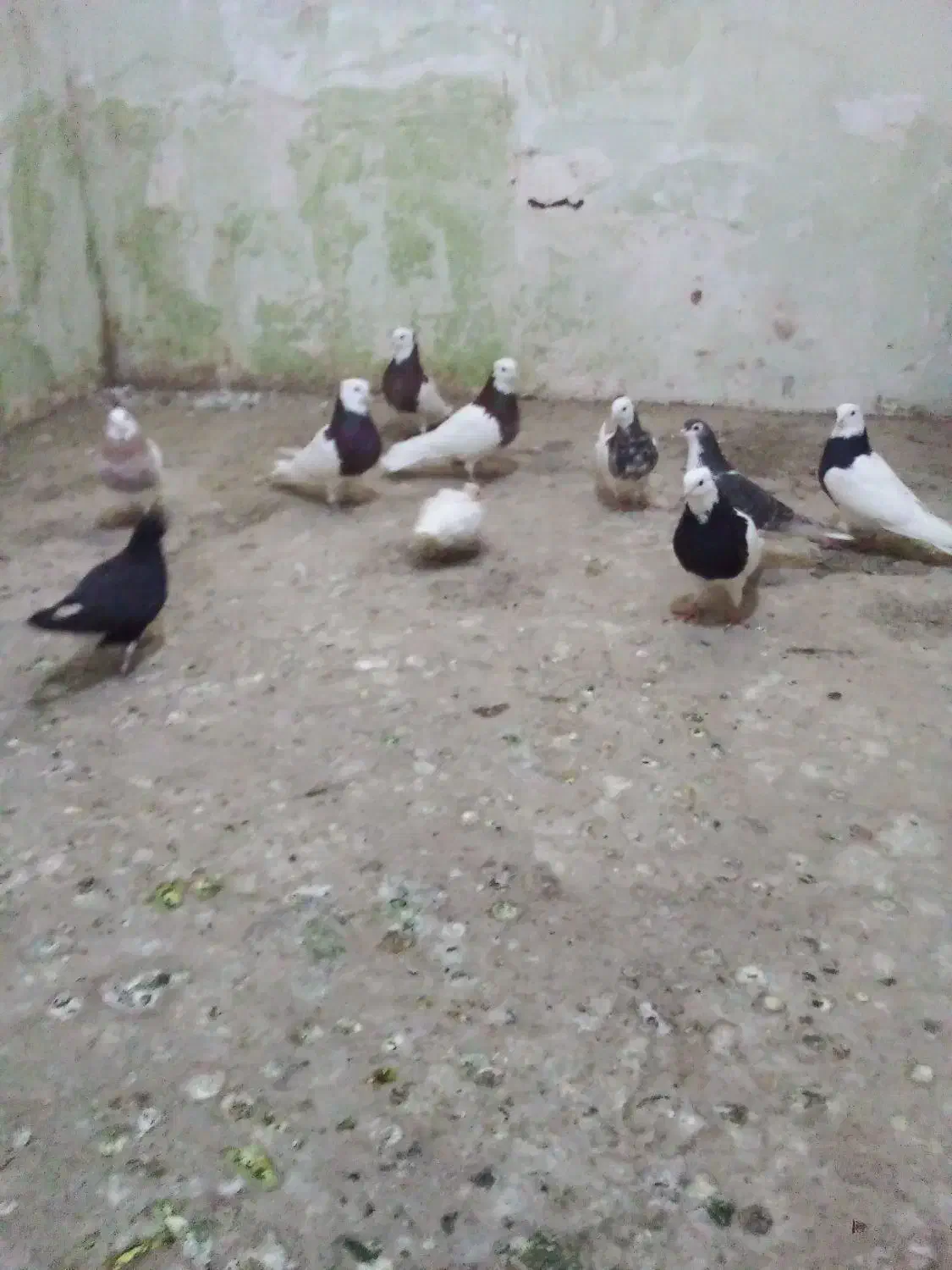 کبوتر|پرنده|سبزوار, کوی بهار|دیوار