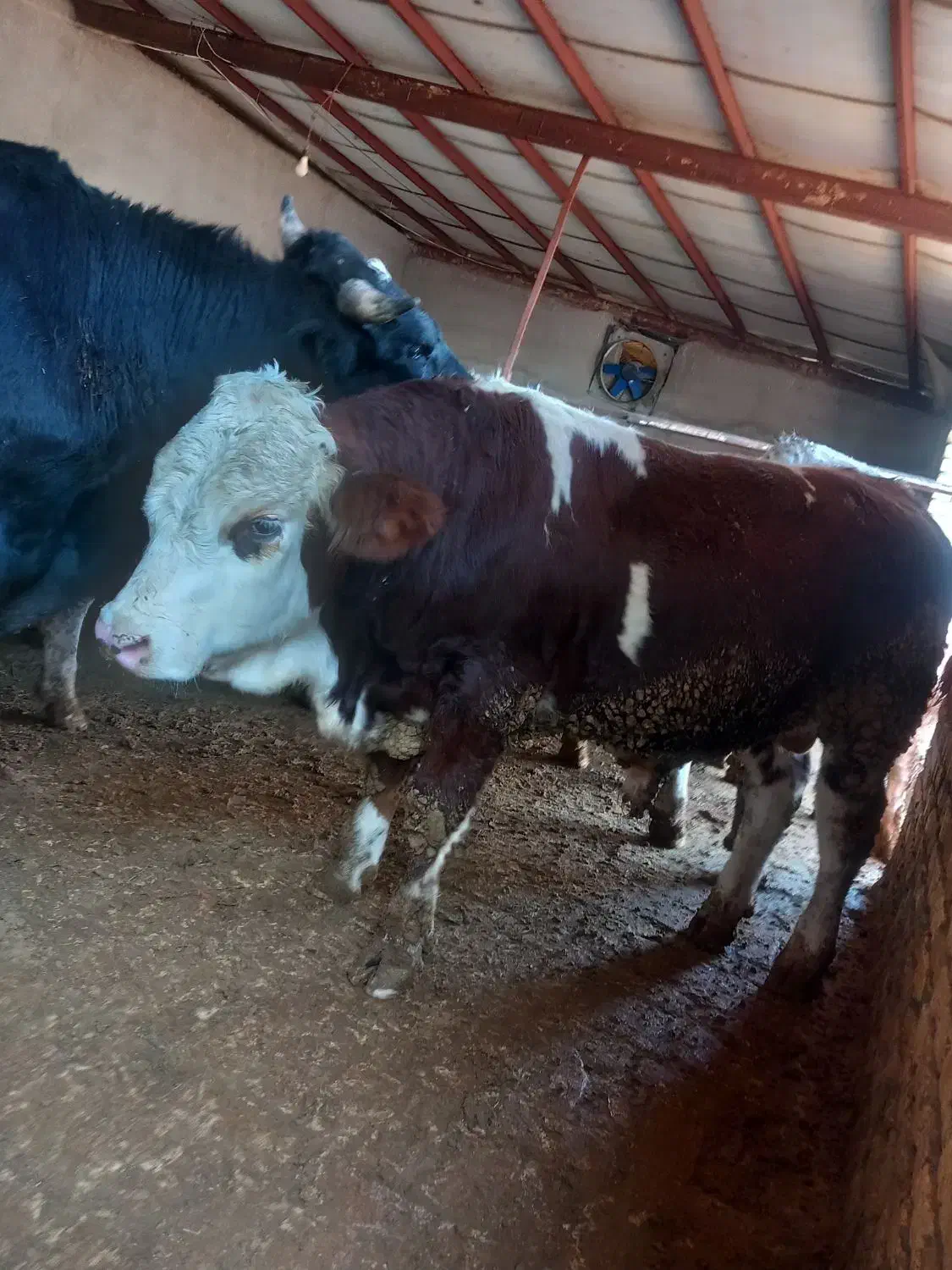 خرید گ ا و گوساله|حیوانات مزرعه|ساروق, |دیوار