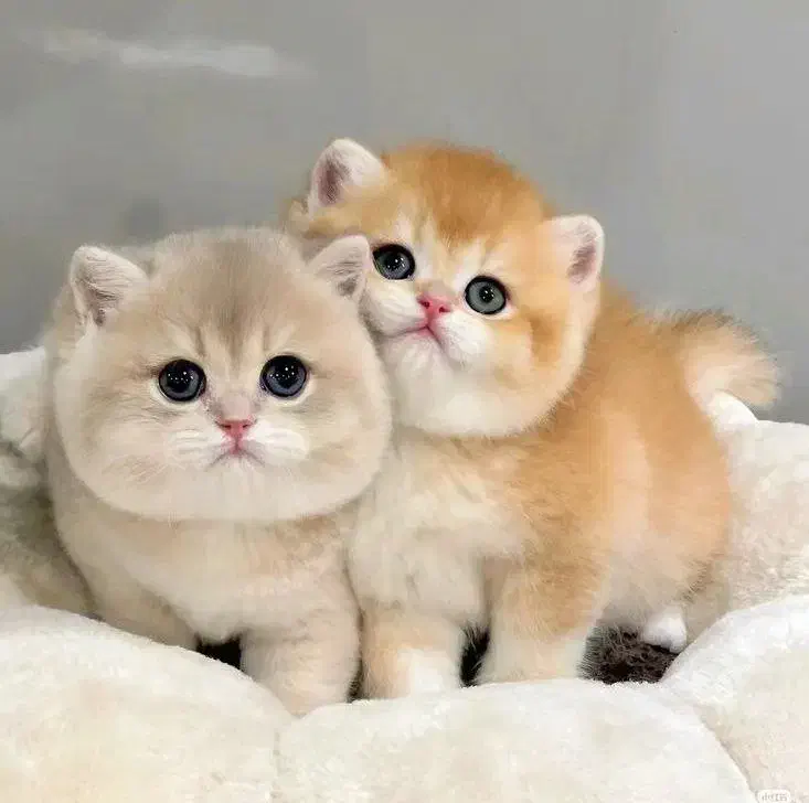 فروشگاه گربه های اشرافی ( پرشین بریتیش اسکاتیش )|گربه|ماکو, |دیوار