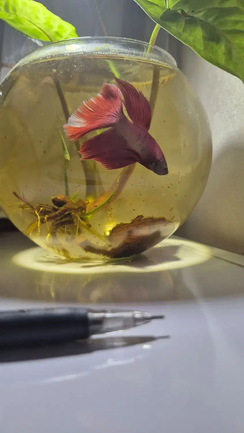 ماهی فایتر هافمون|ماهی|تبریز, |دیوار