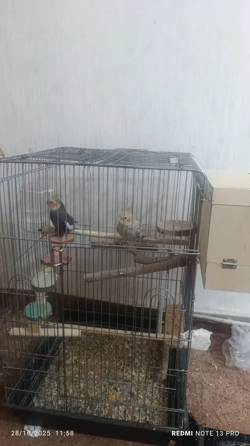 جفت عروس هلندی مولد|پرنده|دوگنبدان, |دیوار