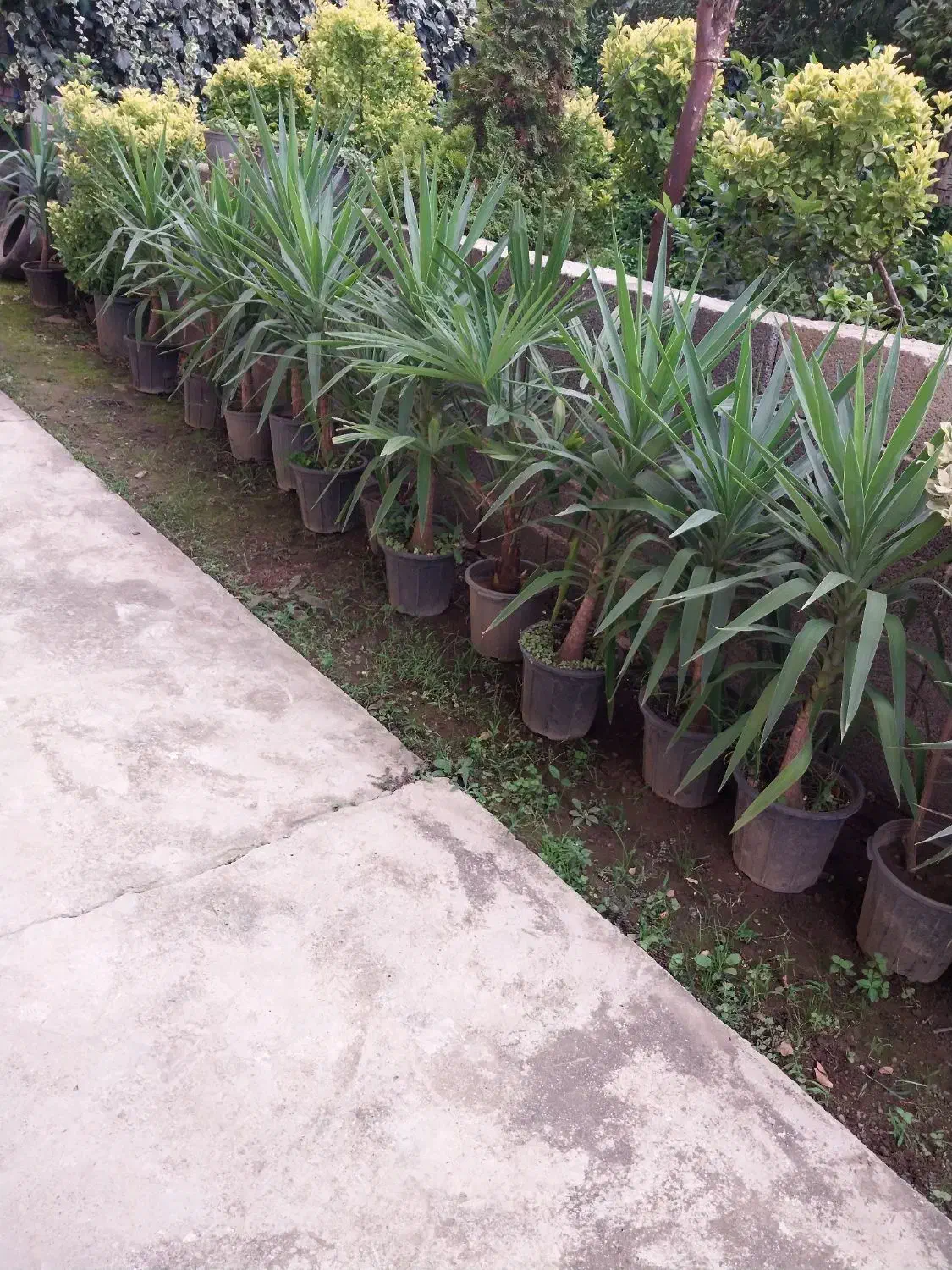 گل یوکا|گل و گیاه طبیعی|کلاچای, |دیوار