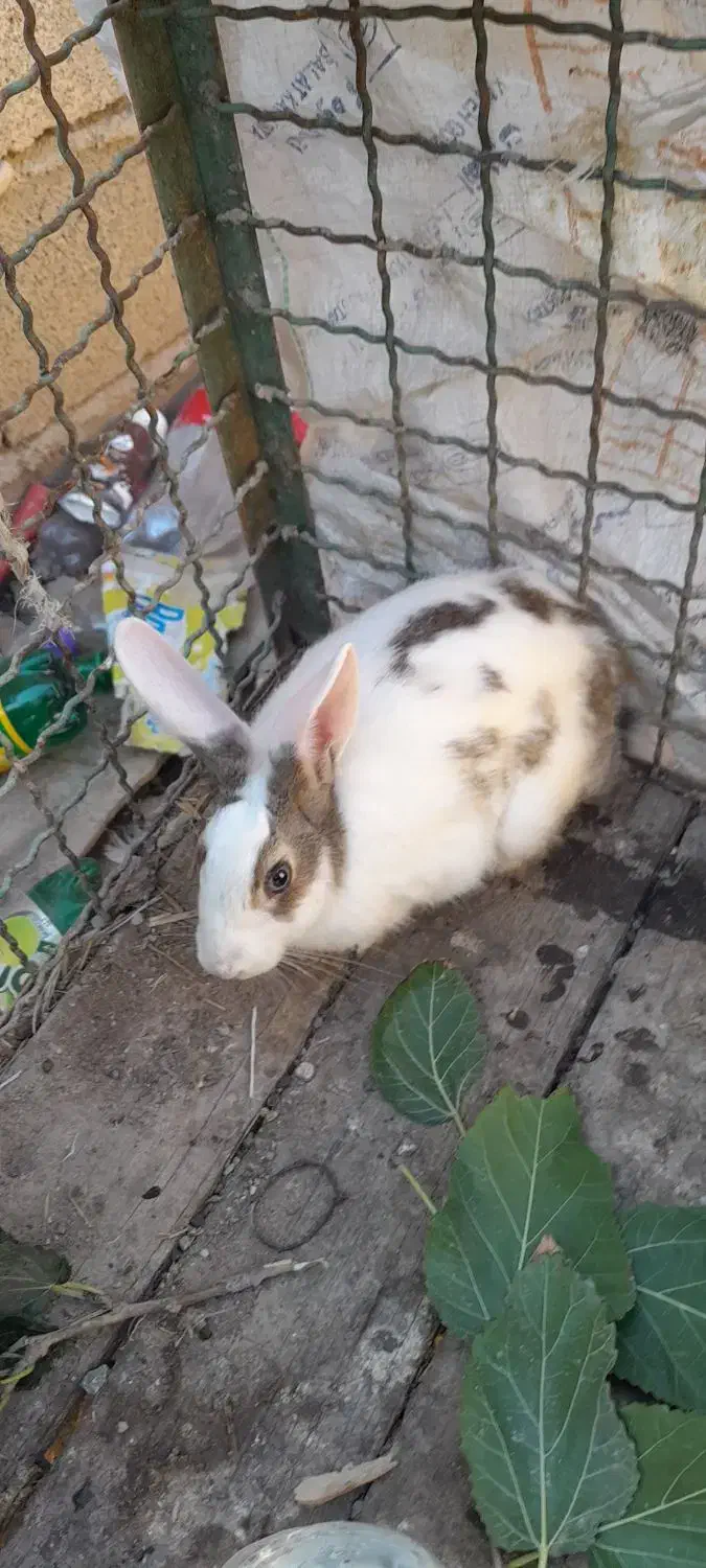 خرگوش دوعدد 400 تومان|موش و خرگوش|آق قلا, |دیوار