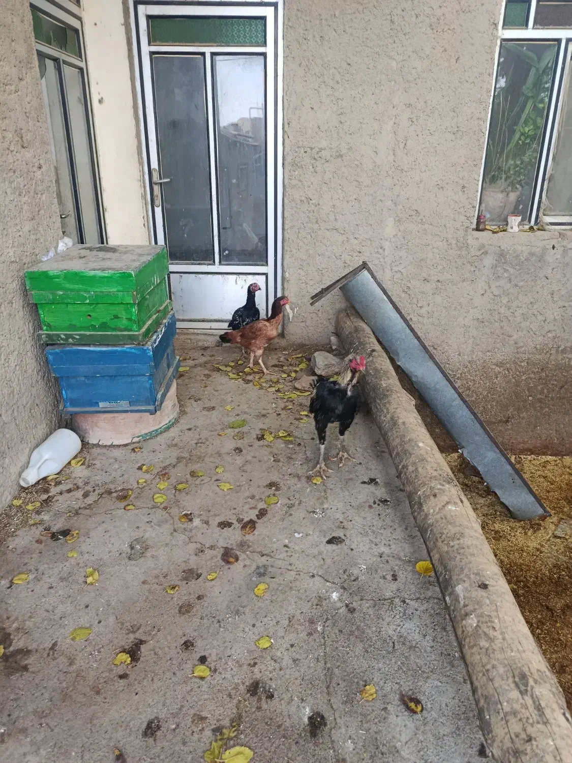 لاری بی نقص|حیوانات مزرعه|دینور, |دیوار