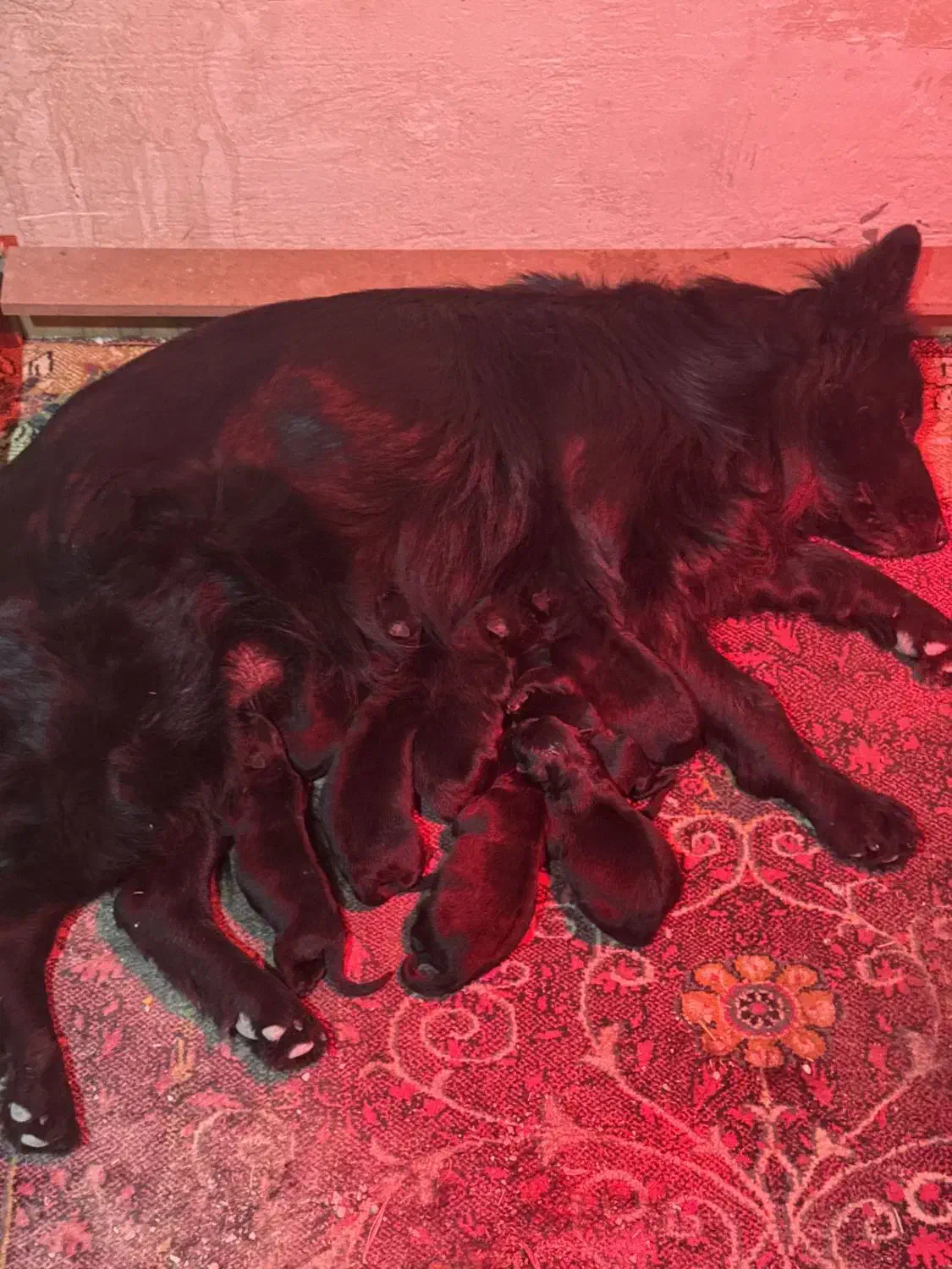 ماده ژرمن|سگ|قرچک, باقرآباد|دیوار