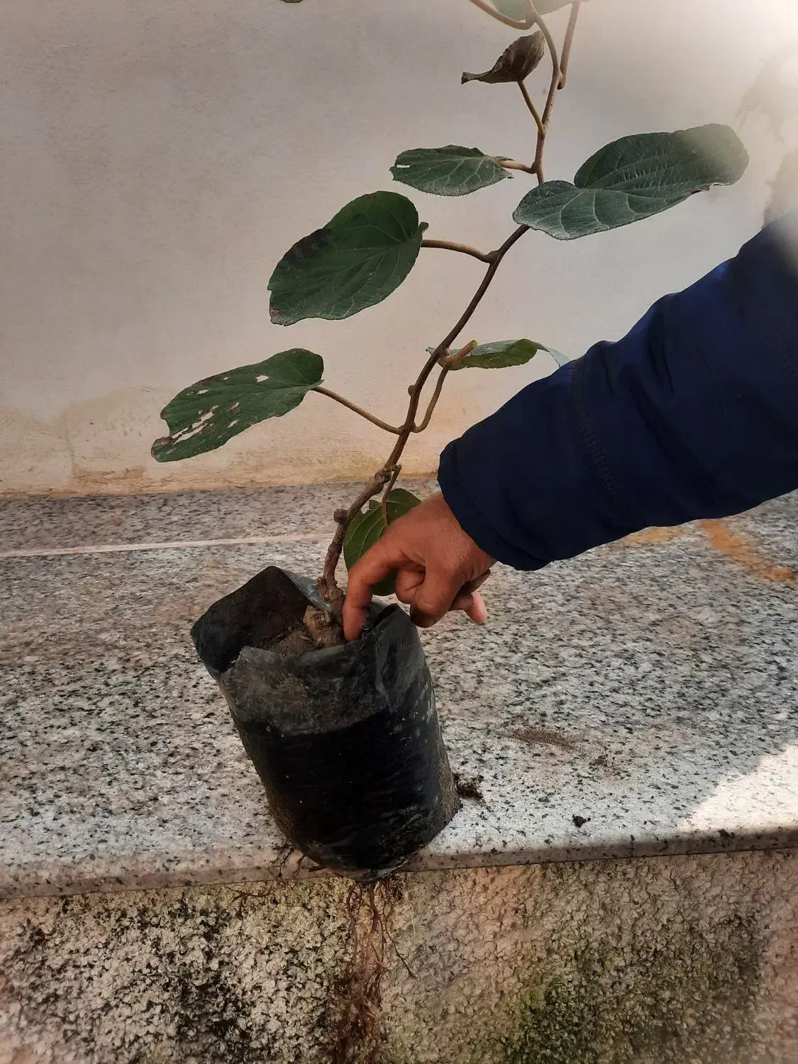 فروش نهال کیوی هایواردپیوندی و توسرخ|خدمات باغبانی و درختکاری|سلمانشهر, |دیوار