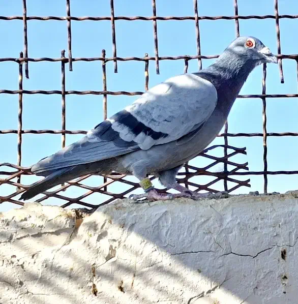 کفتر مسافتی پلاکی کفتر اردن کفتر چاپی پولکی|پرنده|مشهد, انصار|دیوار