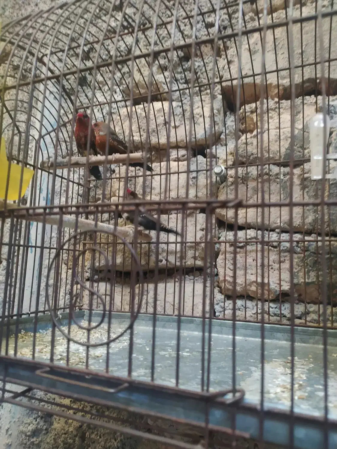 فنج توت فرنگی|پرنده|قرچک, باقرآباد|دیوار