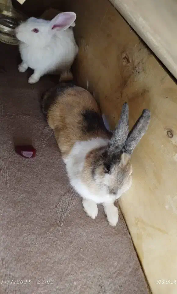 خرگوش|موش و خرگوش|جونقان, |دیوار