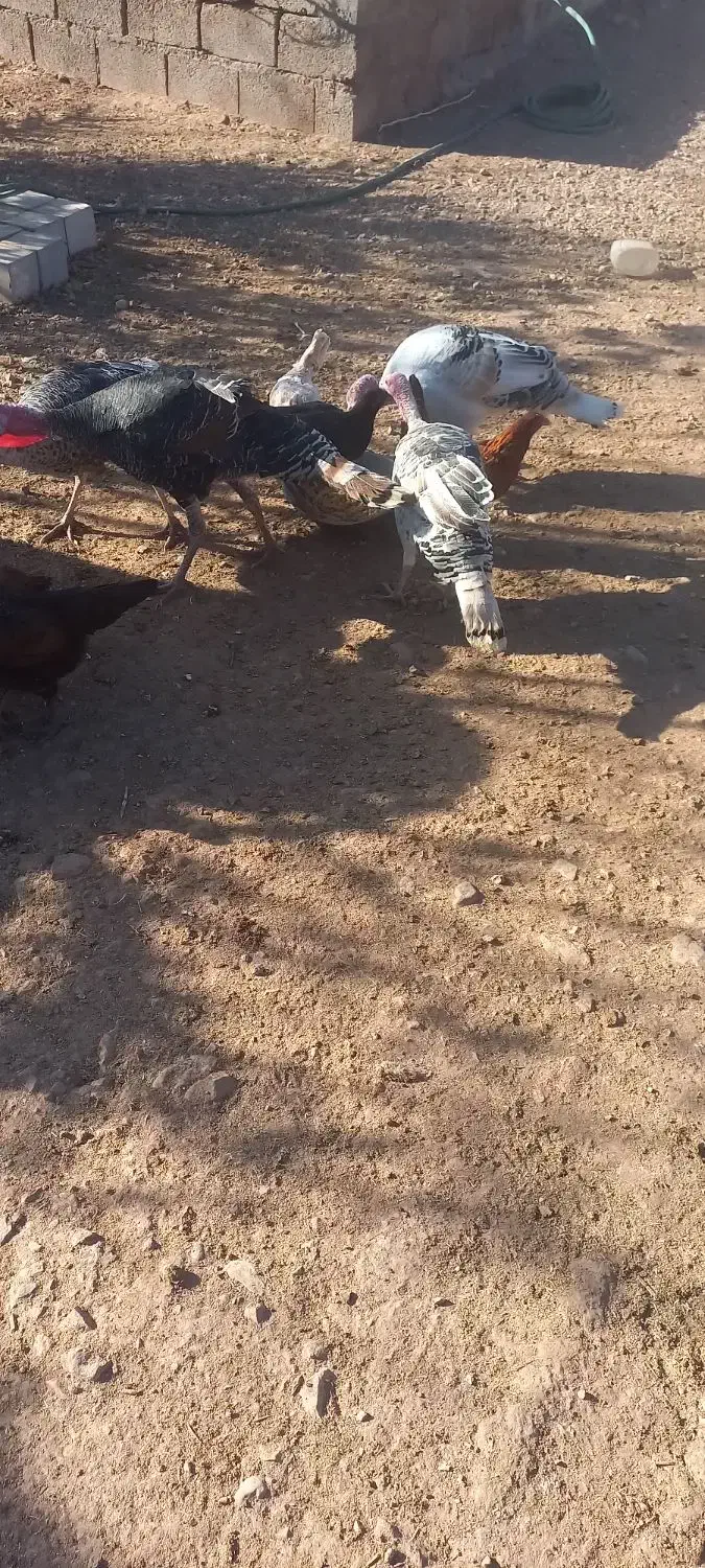 مرغبوقلموفروشی|حیوانات مزرعه|کرمان, |دیوار