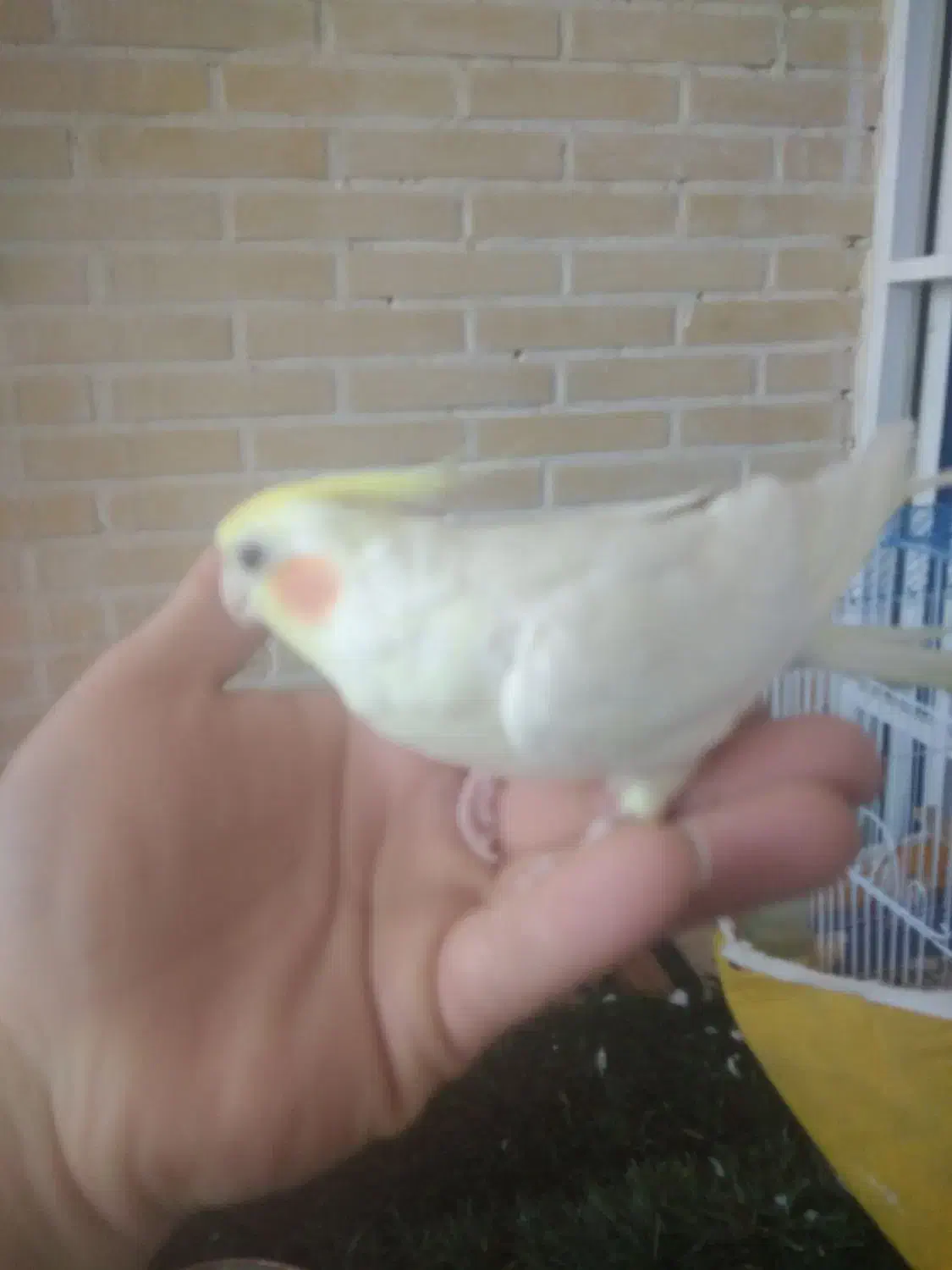 عروس دستی|پرنده|قنوات, |دیوار