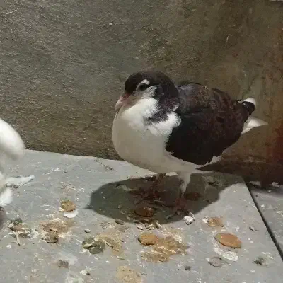 کبوتر|پرنده|شوشتر, |دیوار