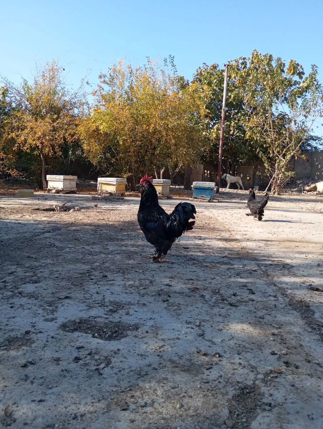 تخم مرغ مرندی|حیوانات مزرعه|فاضل آباد, |دیوار