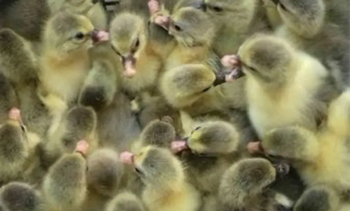 فروش جوجه غاز و قوغاز یکروزه|حیوانات مزرعه|کرج, اخترآباد|دیوار