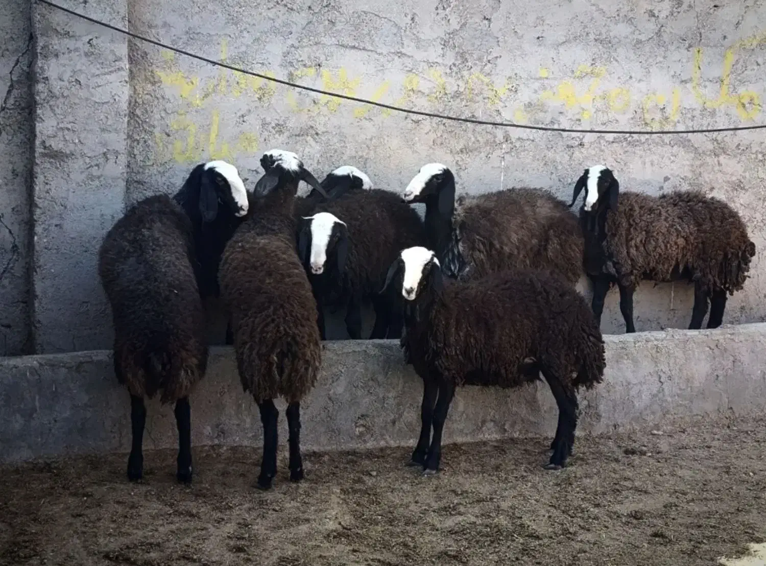 گوسفند ناب و اصیل و دوقلوزا شالی میش بره قوچ|حیوانات مزرعه|شال, |دیوار