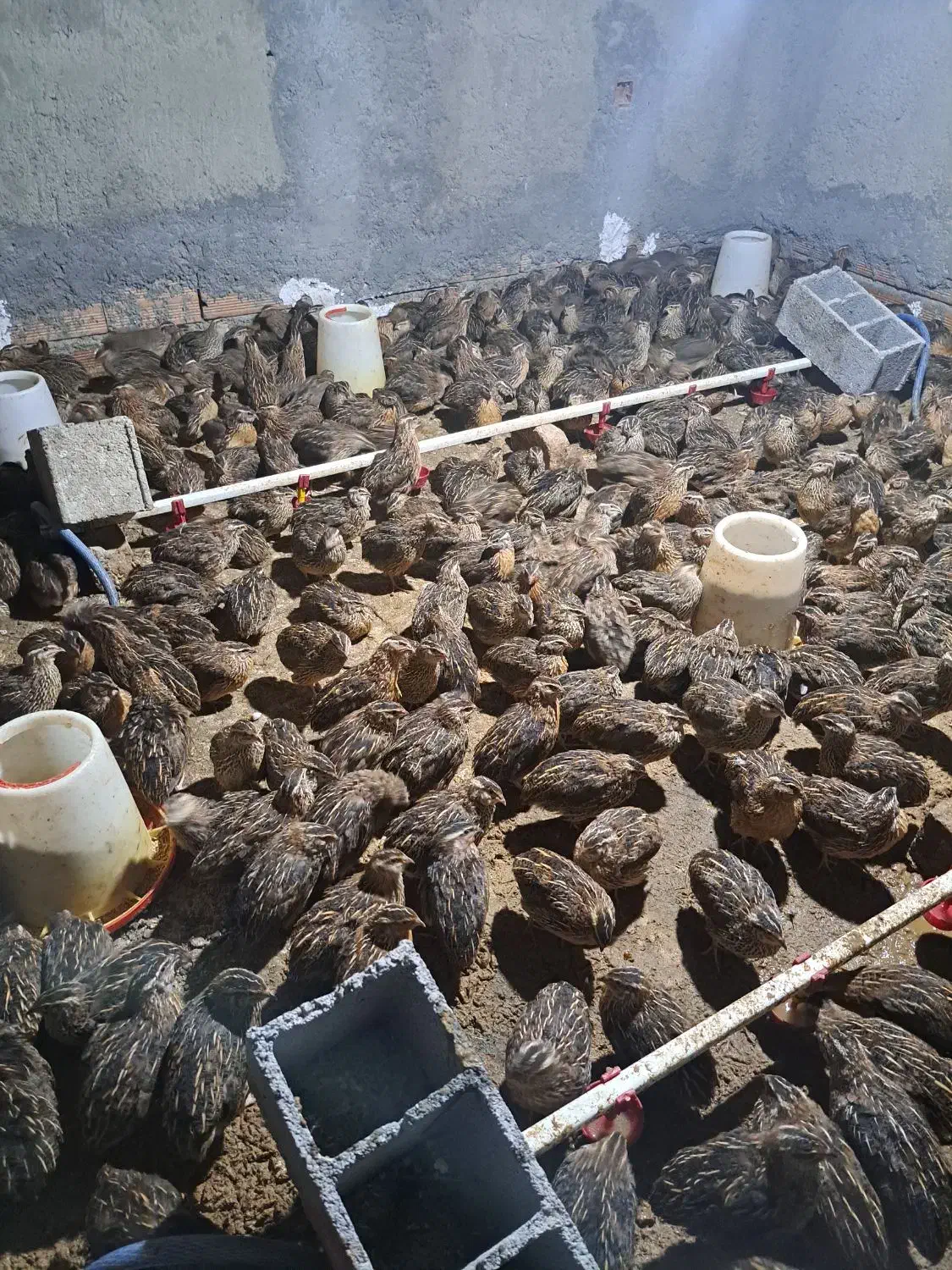 بلدرچین|حیوانات مزرعه|بابل, |دیوار