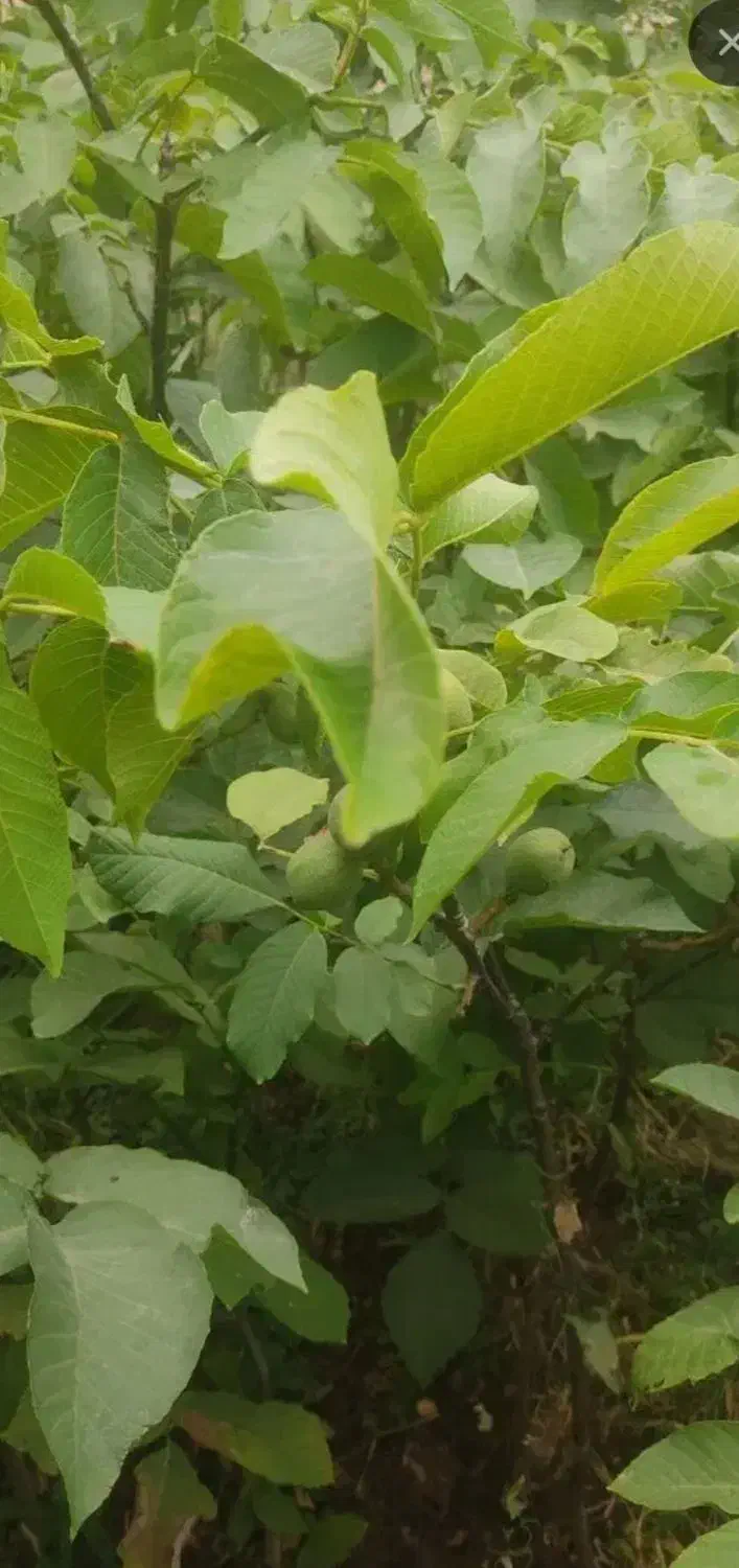 نهال گردو|خدمات باغبانی و درختکاری|مشگین شهر, |دیوار