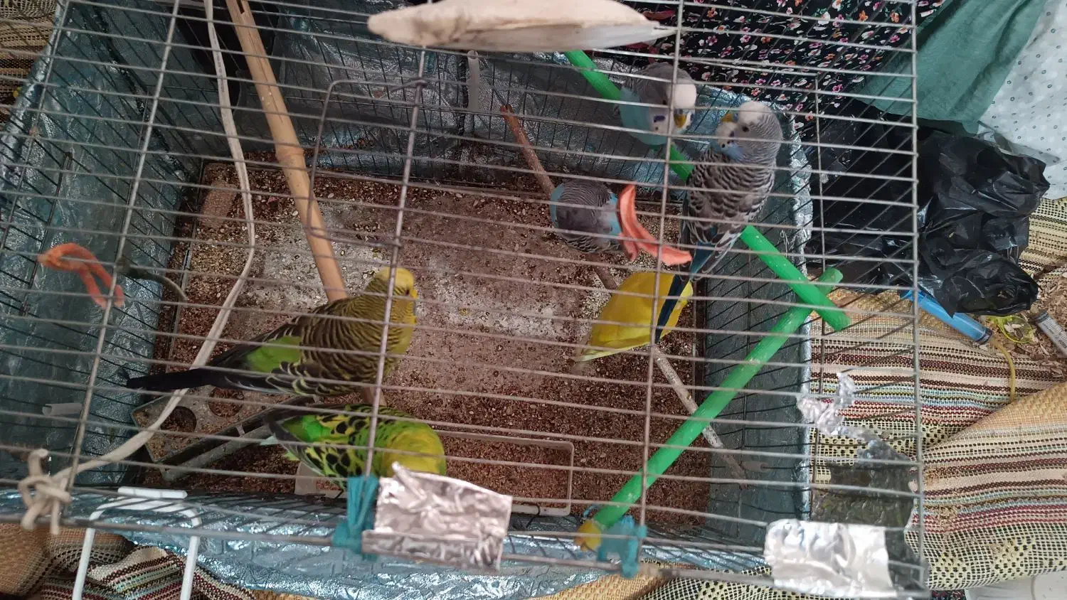 مرغ عشق|پرنده|تهران, شهرک ابوذر|دیوار