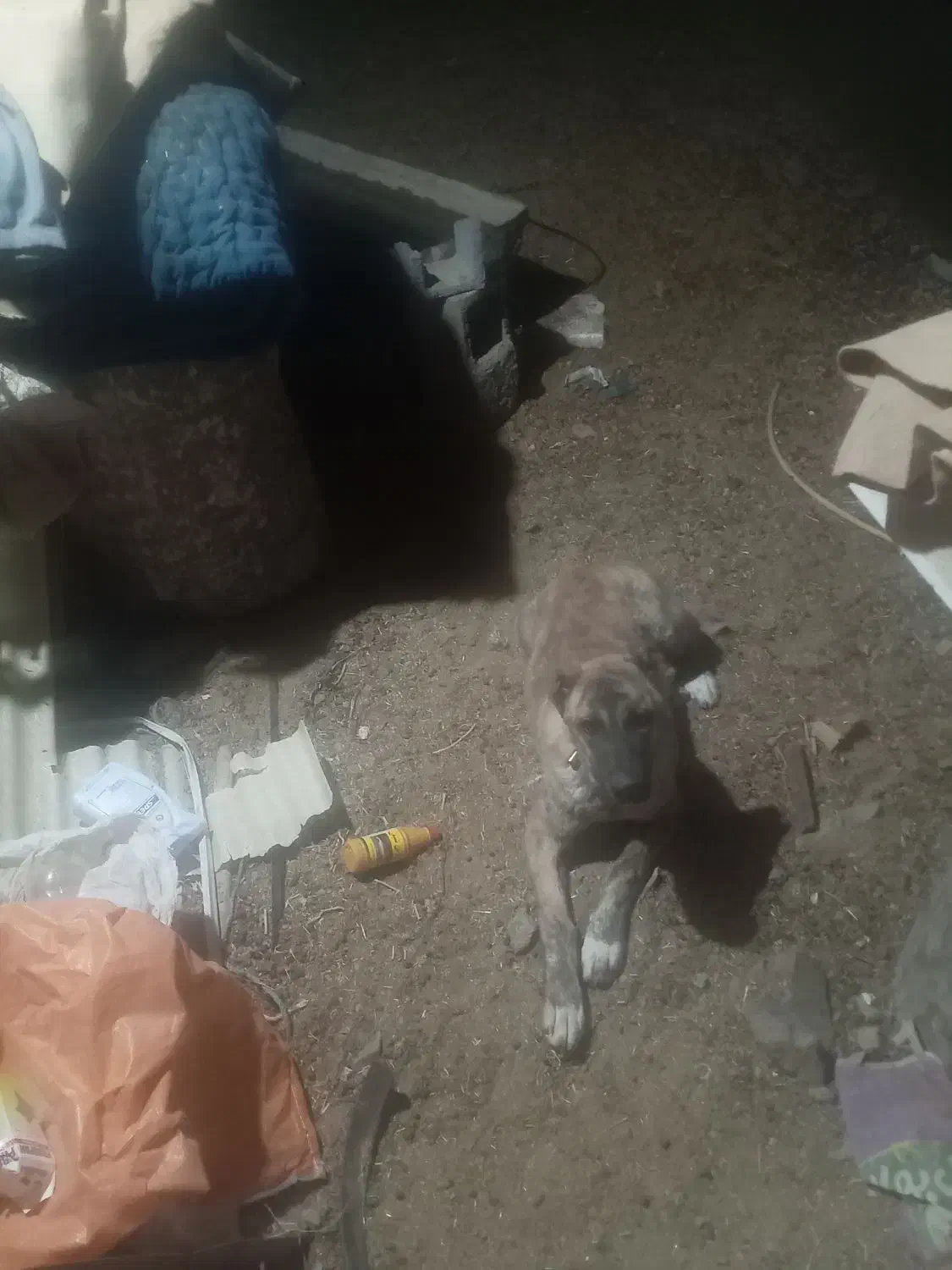 سگ خراسانی|سگ|تربتحیدریه, بهشت عسکری|دیوار