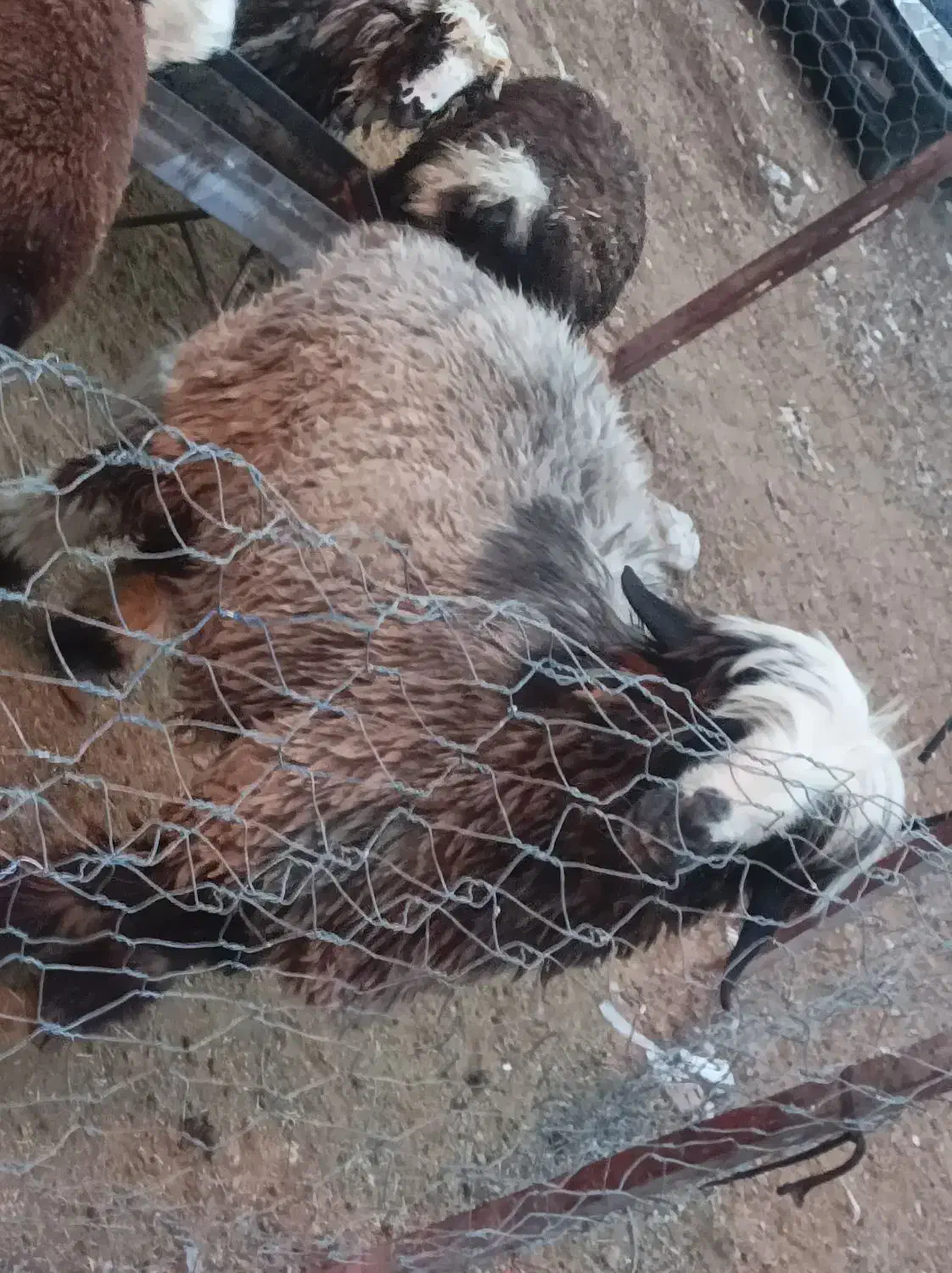 فروش یک شیشک قوچ|حیوانات مزرعه|ارمند, |دیوار