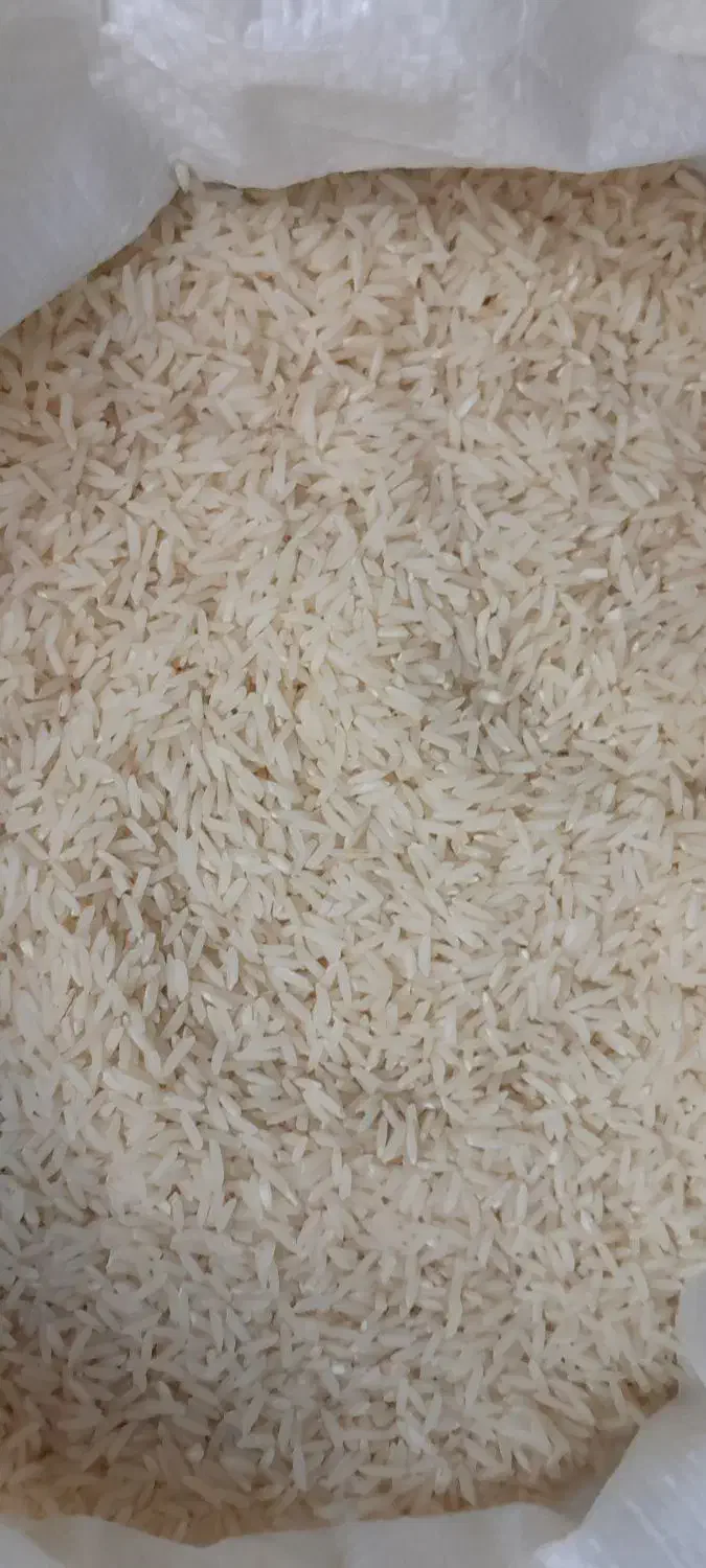 برنج هاشمی محصول امسال|خوردنی و آشامیدنی|رشت, جهاد|دیوار