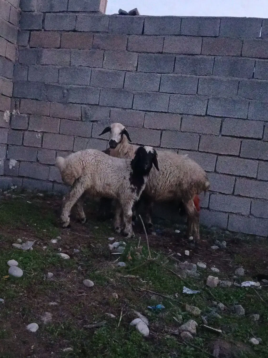 بز میش|حیوانات مزرعه|دزفول, |دیوار