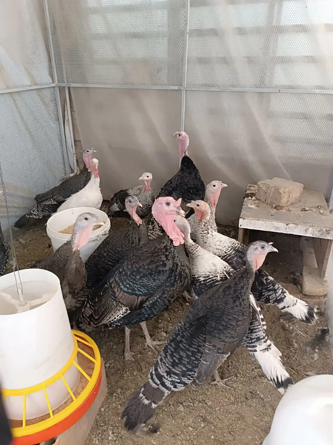 بوقلمون ارگانیک برنز|حیوانات مزرعه|رفسنجان, |دیوار