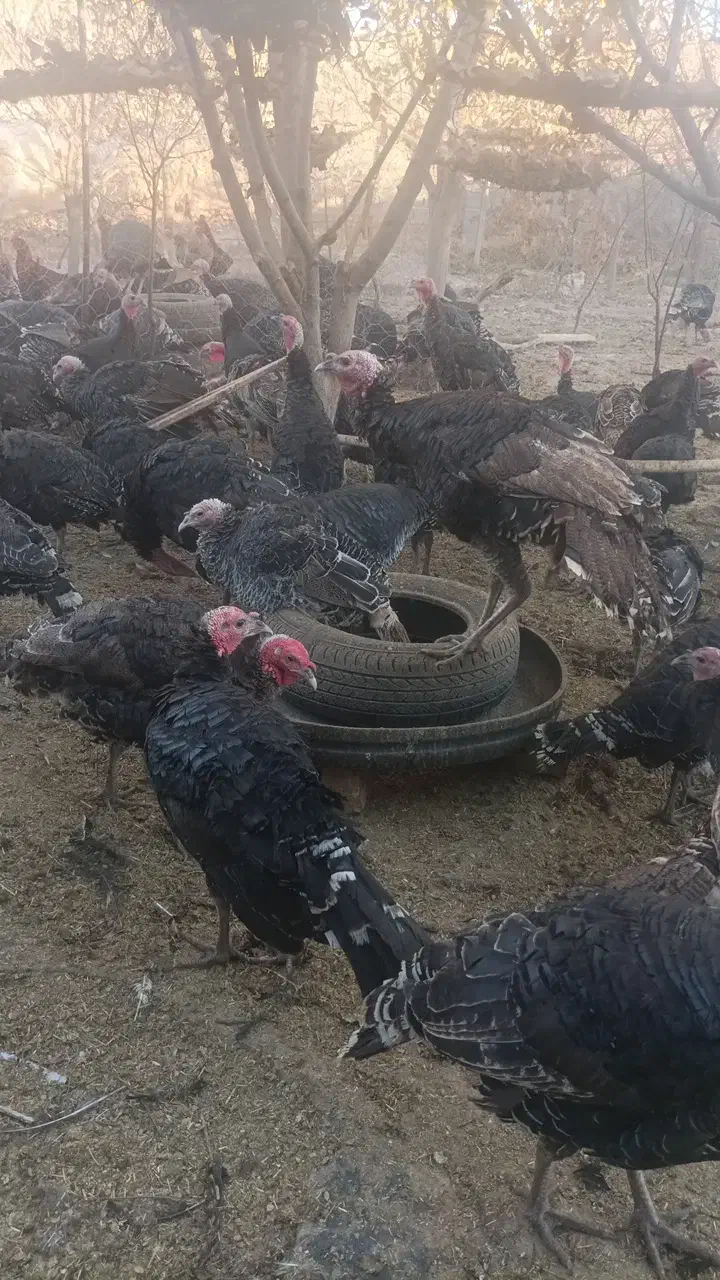 جوجه بوقلمون|حیوانات مزرعه|نیشابور, ریوند|دیوار