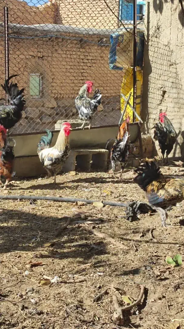 مرغ تخم گذار ۲۰عدد|حیوانات مزرعه|الیگودرز, |دیوار