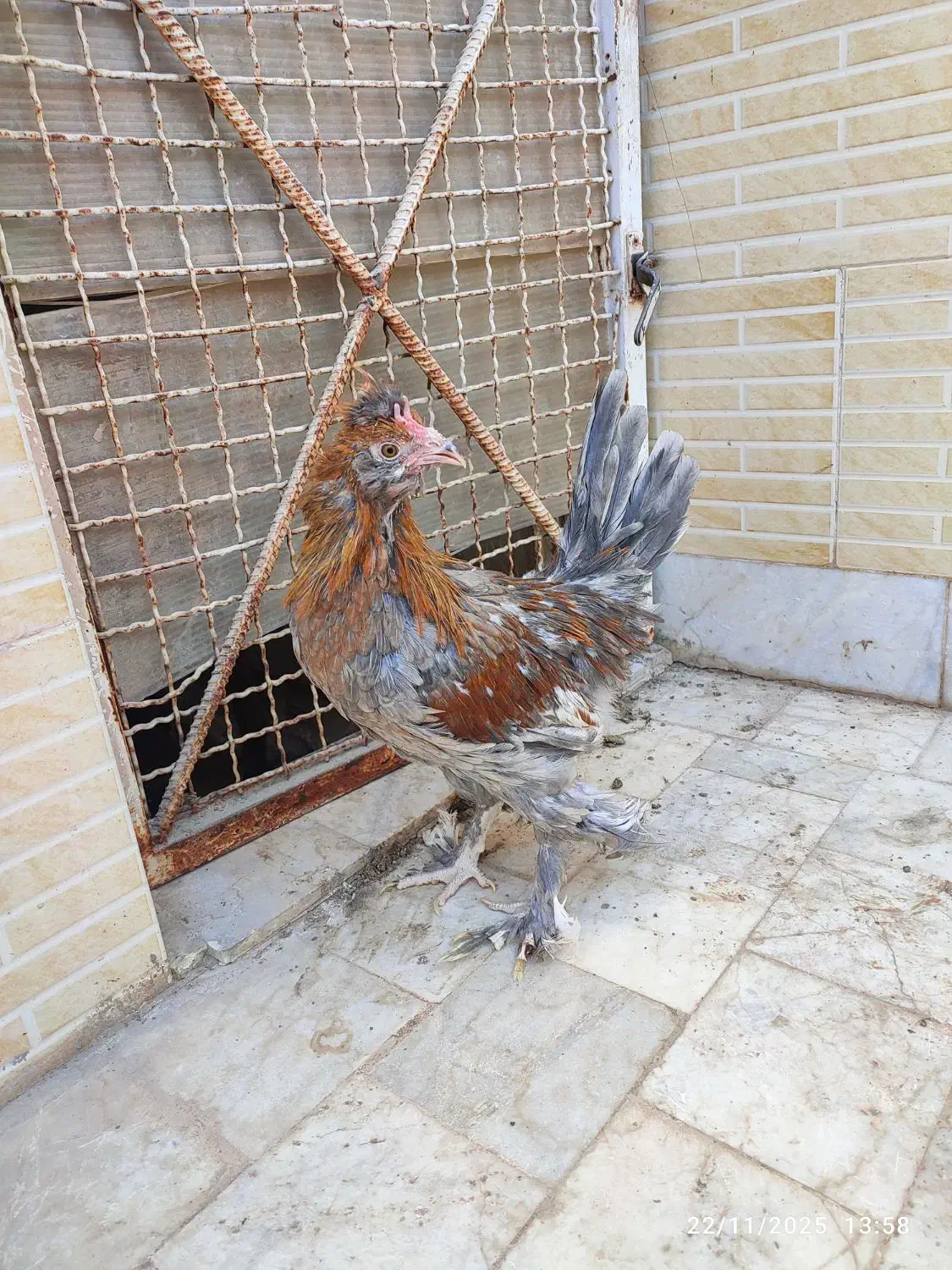 خروس جوان نه ماهه|حیوانات مزرعه|میبد, |دیوار